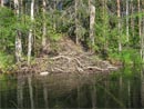 Бобровая хатка