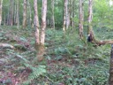 Альпы (Бавария, Германия)